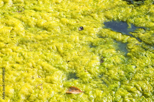 Fotografia, Obraz Stagnant water background with algae emerging on surface