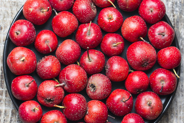 Canvas Print - Hawthorn