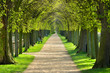 Park mit Lindenallee im Frühling, erstes frisches grünes Laub