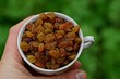 © butus - Чашка с изюмом в руке