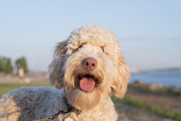 Very cute labradoodle dog smiling for the camera