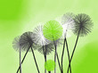 Colorful hand drawn abstract white, green and grey dandelions on green background,  illustration painted by oil color and watercolor on canvas, high quality