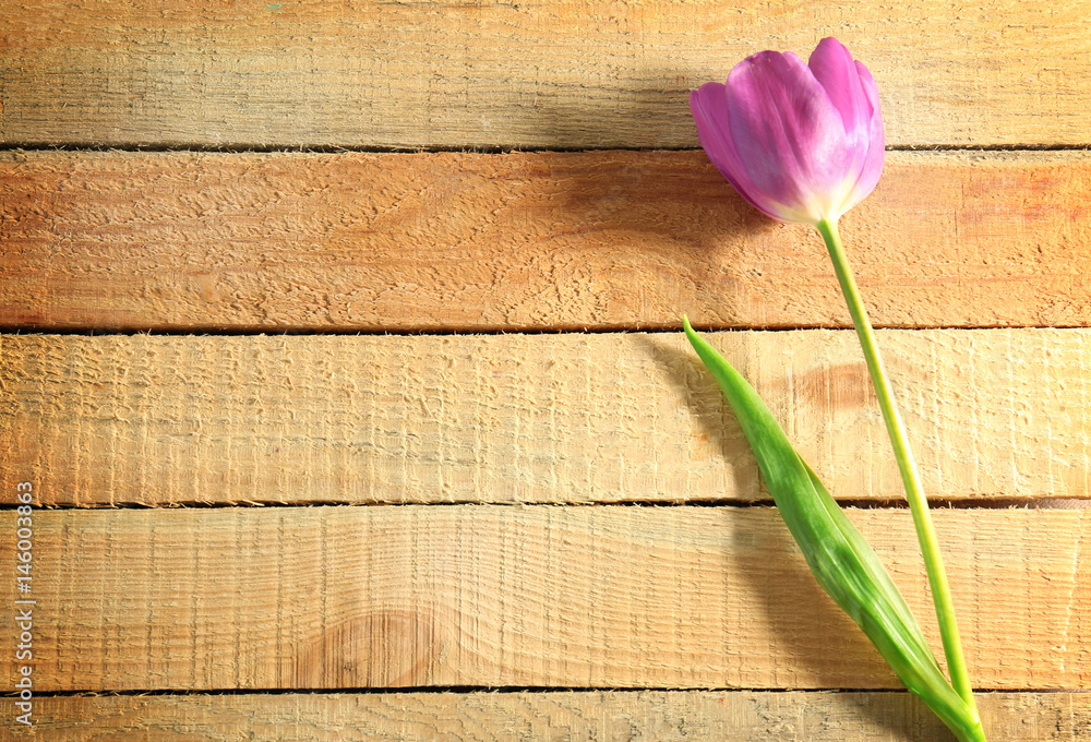 Beautiful lilac tulip on wooden background