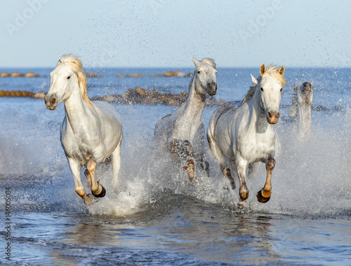 galopujace-biale-konie-camargue