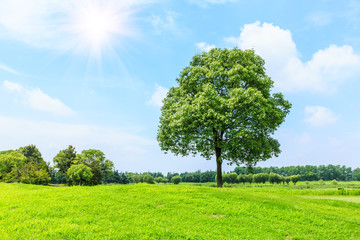 green grass and tree under the blue sky