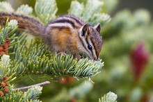 Chipmunk Foraging On A Pine Tree Branch