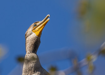 Cormorant in a tree