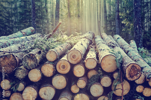 Pile of wood logs stumps in a forest with trees Poster Mural XXL