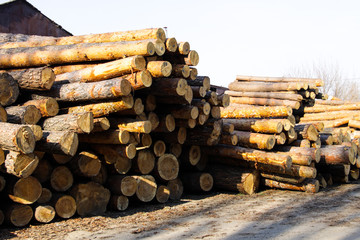 Wall Mural - Stack of construction raw timber in sawmill yard