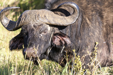 Wall Mural - Portrait of an African or Cape buffalo