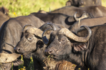 Wall Mural - Portrait of an African or Cape buffalo