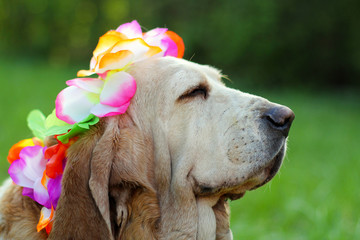 Wall Mural - Dog with flowers  