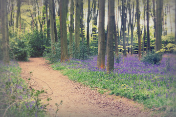 Wall Mural - Bluebells growing on an english woodland floor