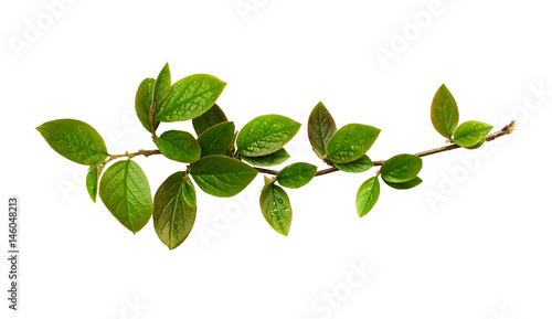Fotografía Fresh green leaves on branch