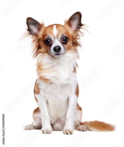 Sitting Long Haired Chihuahua Dog Isolated On White Buy This
