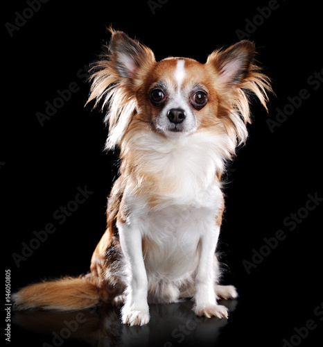 Sitting Long Haired Chihuahua Dog Isolated On Black Buy This