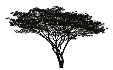 Wall Mural - Big tree silhouette : vector