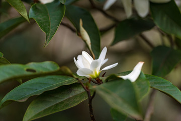 Wall Mural - White magnolia flower bud