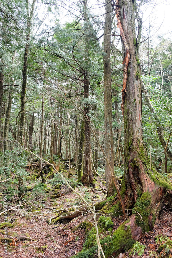 Aokigahara is a forest that lies at the base of Mount Fuji,also known as the Suicide Forest or ...