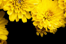 Yellow Flower With Black Background 