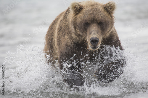 Fotomural Kamchatka brown bear moving through water, Kurile Lake, Kamchatka Peninsula, Rus