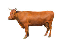 Cow Isolated On A White Background