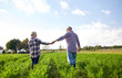 © Syda Productions - happy senior couple holding hands at summer farm