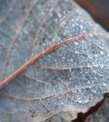 Wall Mural - Macro autumn leaf covered with dewy drops.