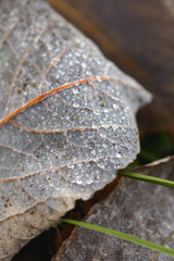 Wall Mural - Macro autumn leaf covered with dewy drops.