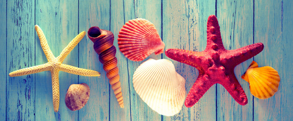 Wall Mural - Collection of sea shells and stars