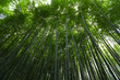 © leungchopan - Green Bamboo forest