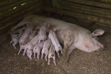 Pig Feeding Piglets In Pen At Farm