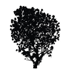 Wall Mural - Big tree silhouette : Vector