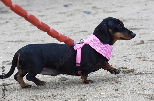 A Miniature Smooth Haired Dachshund With A Sausage String Lead