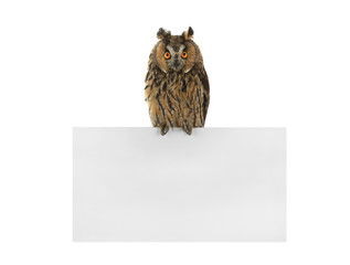 Wall Mural - owl