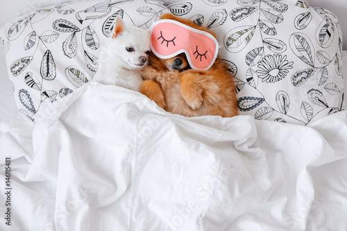 Cute Funny Red Pomeranian Female Puppy Lying On Back In Sleeping