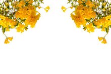 Yellow Flower Frame On White Background, Copy Space