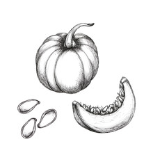 Hand Drawn Sketch Of Pumpkin