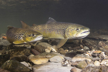 Brown trout (Salmo trutta) preparing for spawning in small creek. Beautiful salmonid fish in close up photo. Underwater photography in wild nature. Mountain creek habitat.