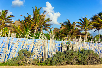 Wall Mural - Palm Trees in Tulum, Mexico