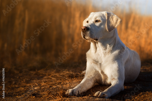 Photographie Beau chiot Labrador retriever chien se trouve en face d'un champ de maïs au