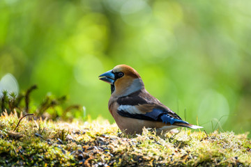 Wall Mural - Hawfinch male