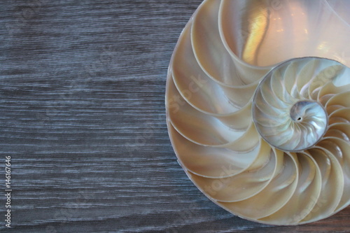 Fotografie, Obraz nautilus shell symmetry Fibonacci half cross section spiral background copy spac