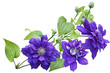 Purple clematis Flower