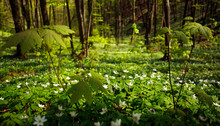 Flowering Plants In Forest, White Flowers On Background Of Trees