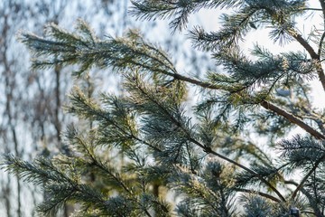 Pine tree branches in winter