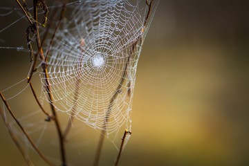 Wall Mural - Spider web with dew droplets in big close up