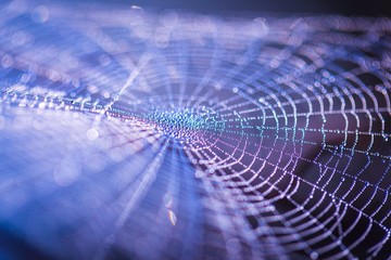 Wall Mural - Spider web with dew droplets in big close up