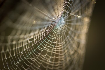 Wall Mural - Spider web with dew droplets in big close up
