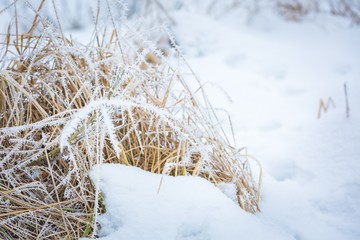 Wall Mural - Winter abstract macro of rime on plants